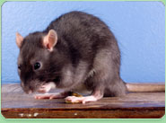 rat control Fulham